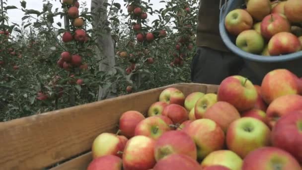 En man häller en hink med äpplen i trälådor. cl — Stockvideo