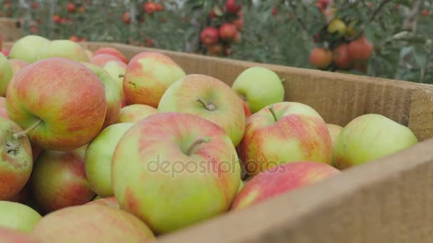 Podnośnika ciągnika umieścić drewniane pudełko pełne zbiorów owoców świeżego jabłka na innym polu. Praca sezonowa w sadzie — Wideo stockowe