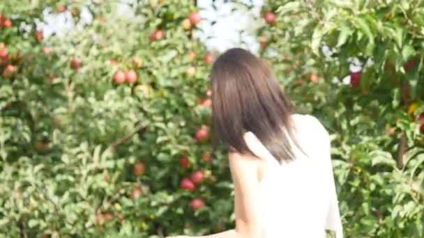 Cosecha de manzanas. Joven hermosa chica arranca una manzana y poner su en una canasta — Vídeo de stock