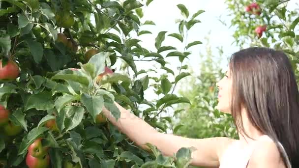 Apple skörd. Ung vacker flicka plockar ett äpple och lade sin i en korg — Stockvideo