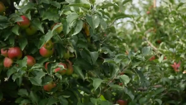 사과 수확입니다. 젊은 아름 다운 소녀 사과 plucks와 자신의 바구니에 넣어 — 비디오