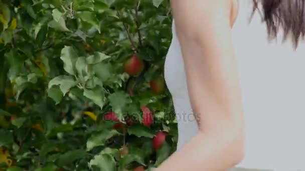 Apple harvesting. Young beautiful girl plucks an apple and put his in a basket — Stock Video