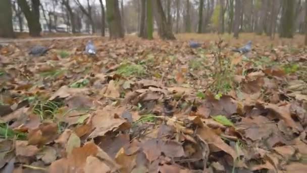 Holubi ve městě podzimní park — Stock video
