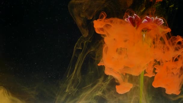 Siyah arka plan üzerine çiçek ve mürekkep bulutlar ile soyut doğa — Stok video