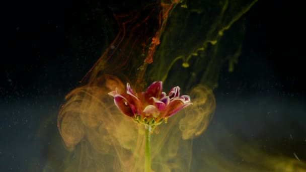 Abstract nature with flower and ink clouds on black background — Stock Video