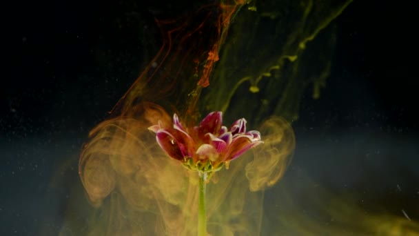 Natureza abstrata com nuvens de flores e tinta sobre fundo preto — Vídeo de Stock