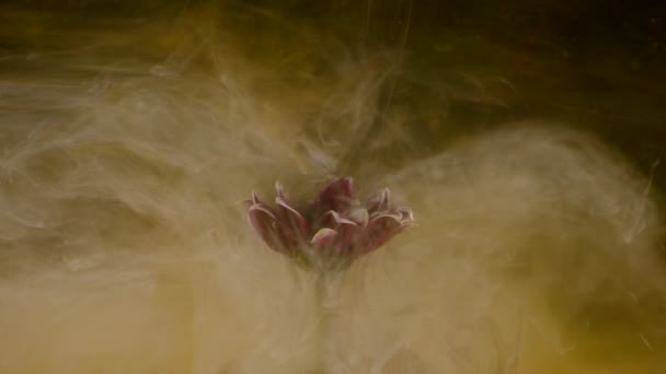 墨水在水中用一朵花。五彩斑斓的墨水落在花浸在水中 — 图库视频影像