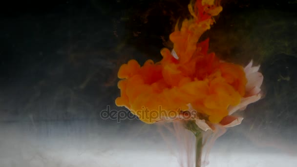 Bonita flor con colorida mezcla de tinta — Vídeo de stock