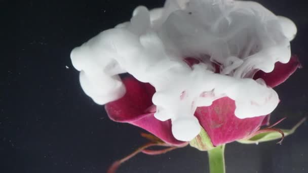 Virág, fekete háttér ink absztrakt — Stock videók