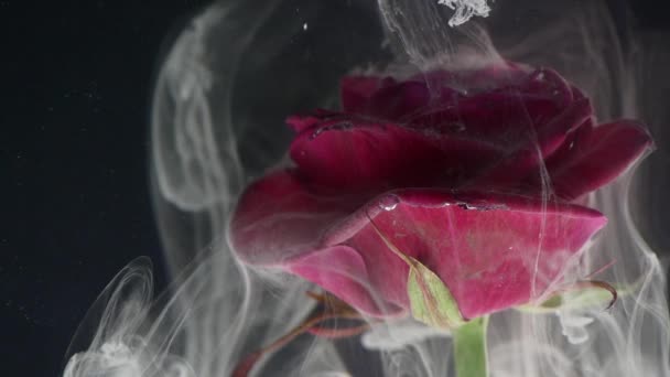 Flor con tinta abstracta sobre fondo negro — Vídeo de stock