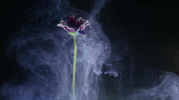 Flower with ink abstract on black background — Stock Video