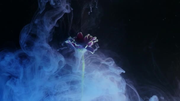Kwiat z Abstrakcja atrament na czarnym tle — Wideo stockowe