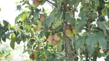 Elma ağacı hasat, yeşil elma