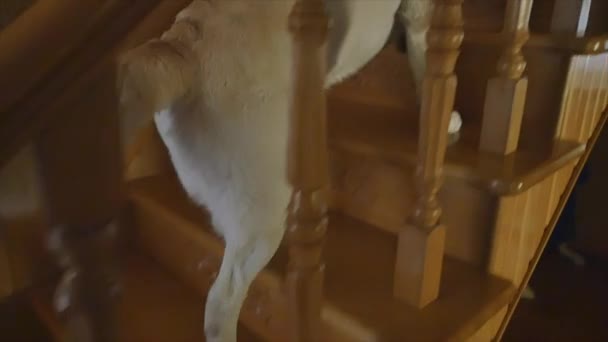 le chien monte les escaliers 