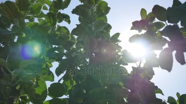 Apple tree harvest, green apples on sky background — Stock Video
