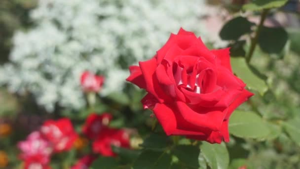 Rosas rojas en el jardín. enfoque selectivo — Vídeos de Stock