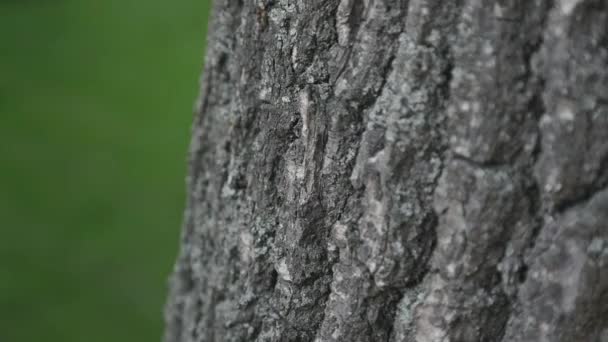 Corteccia d'albero da vicino. focus selettivo — Video Stock