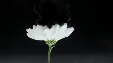 Renkli mürekkep karışımı ile güzel çiçek