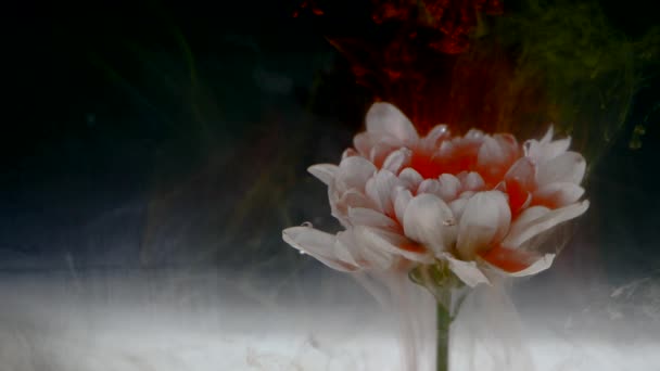 美丽的花朵与五颜六色的墨水混合 — 图库视频影像
