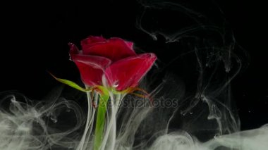 Güzel bir gül ile karıştırma inanılmaz harika atmosferik atış suda mürekkep