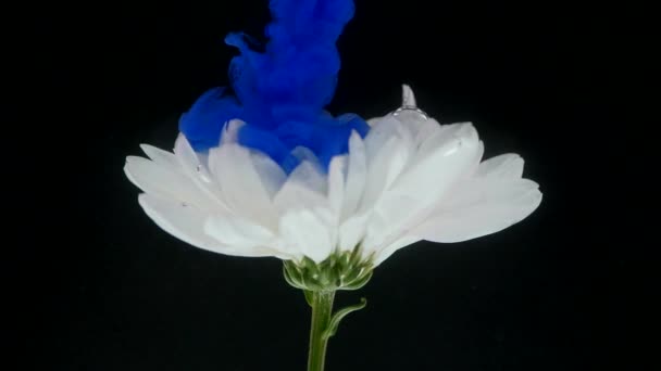 Renkli mürekkep karışımı ile güzel çiçek — Stok video