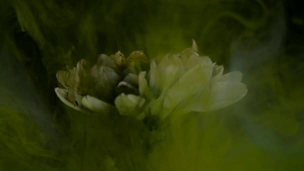 Fleur avec fond abstrait encre — Video