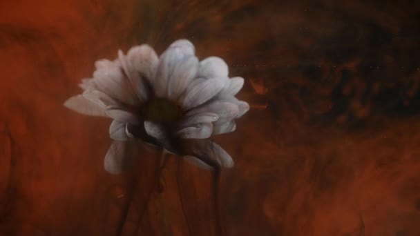 Fleur avec fond abstrait encre — Video