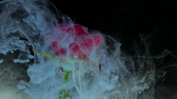 Incrivelmente maravilhoso tiro atmosférico de uma bela rosa misturando com tinta na água — Vídeo de Stock