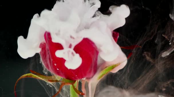 Amazingly wonderful atmospheric shot of a beautiful rose mixing with ink in water — Stock Video