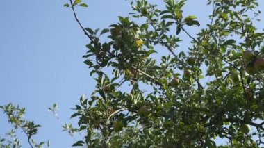 Elma ağacı hasat, yeşil elma