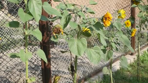 Tournesols dans le yard.Sunflowers en Ukraine une plante très commune et est un symbole de beauté, de bonté, d'amour et de grandeur. La plante solaire attire l'énergie positive et le confort à la ferme où elle pousse — Video