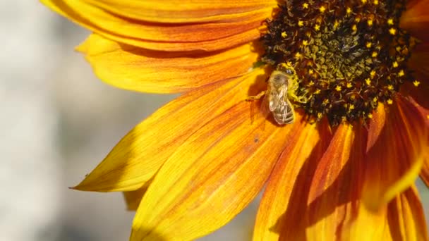Пчела на подсолнухе — стоковое видео