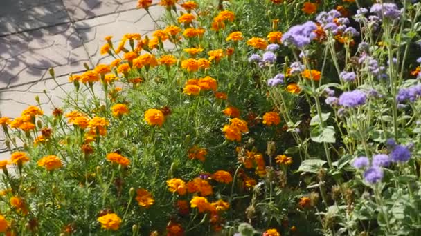 Hermoso campo de flores de caléndula con caléndula de floración completa — Vídeo de stock