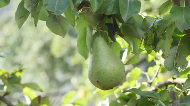 Albero da frutto. Grande pera pende sull'albero. Frutta matura — Video Stock