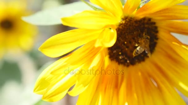 Bee op zonnebloem close-up — Stockvideo