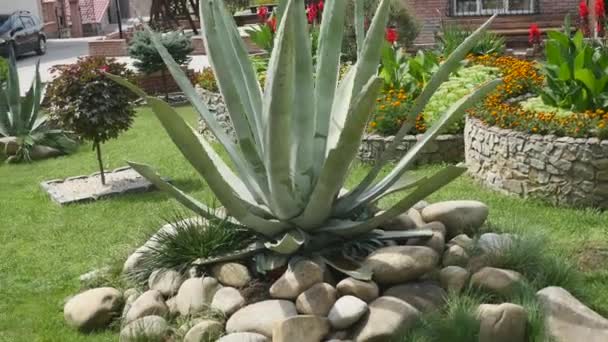 Cama decorativa de flores, hecha de piedras — Vídeos de Stock