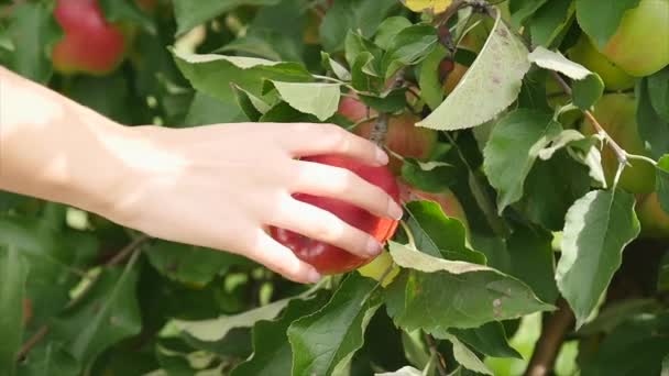 사과 수확입니다. 아름 다운 젊은 여자의 손 사과 plucks 그리고 그 바구니에 넣어. 슬로우 모션 — 비디오