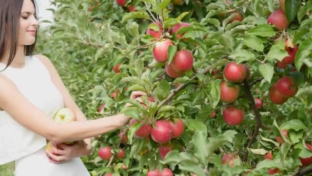 Récolte des pommes. femme prend une pomme et met la sienne dans un panier — Video