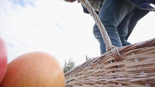 Cosecha de manzanas. la mano de las mujeres arranca una manzana y la pone en una canasta — Vídeos de Stock