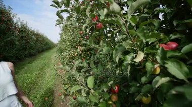 Güzel bir kız gider ve güneşli bir günde plantasyonunda görünüyor. Konsept: biyolojik ürünler, doğal ürünler, taze, lezzetli, meyve, sebze, büyümek, su, bitki, fotosentez