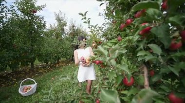 Güzel bir kız gider ve güneşli bir günde plantasyonunda görünüyor. Konsept: biyolojik ürünler, doğal ürünler, taze, lezzetli, meyve, sebze, büyümek, su, bitki, fotosentez