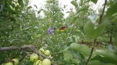 Güzel bir kız gider ve güneşli bir günde plantasyonunda görünüyor. Konsept: biyolojik ürünler, doğal ürünler, taze, lezzetli, meyve, sebze, büyümek, su, bitki, fotosentez
