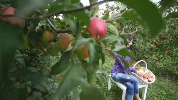 Chica jardinero bastante joven se sienta en la mesa de madera cerca de la cesta llena de frutas y fruta de manzana sabor poco — Vídeos de Stock