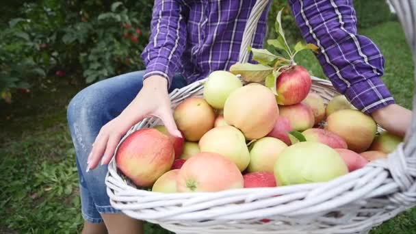 Chica jardinero bastante joven se sienta en la mesa de madera cerca de la cesta llena de frutas y fruta de manzana sabor poco — Vídeo de stock