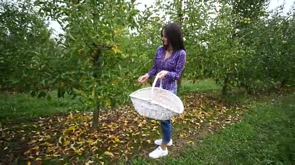 Une belle fille va et regarde la plantation, par une journée ensoleillée. Concept : produits biologiques, produits naturels, frais, délicieux, fruits, légumes, culture, eau, plantes, photosynthèse — Video