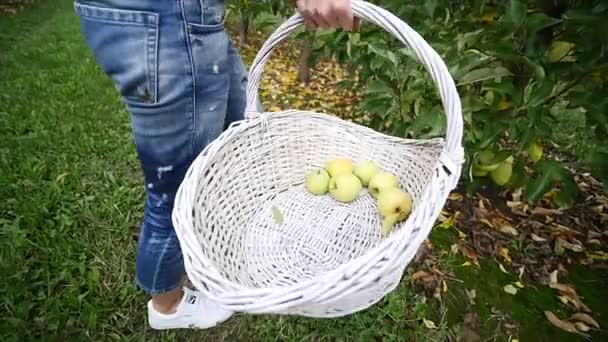 Сбор яблок. Руки молодой девушки вырывают яблоко и кладут его в корзину. — стоковое видео