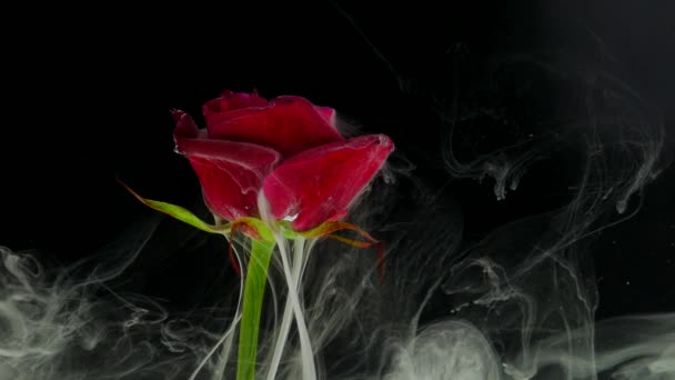 Elképesztően csodálatos légköri lövés egy gyönyörű Rózsa, keverés a festék a víz — Stock videók