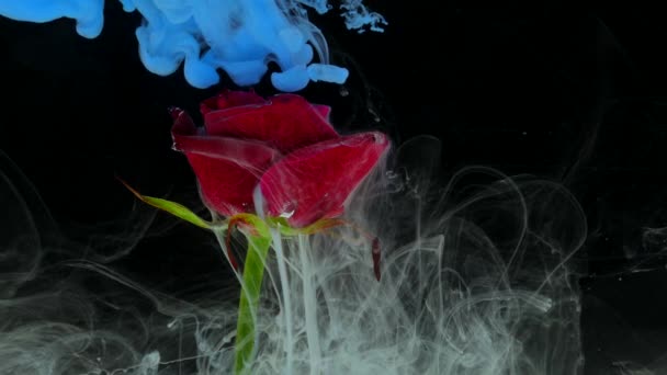 Increíblemente maravilloso tiro atmosférico de una hermosa rosa mezclándose con tinta en agua — Vídeos de Stock