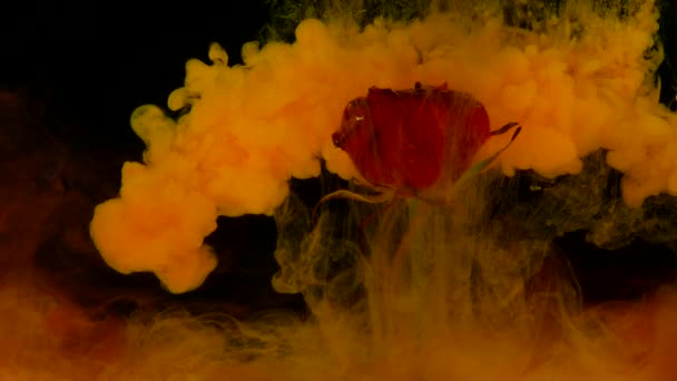 Amazingly wonderful atmospheric shot of a beautiful rose mixing with ink in water — Stock Video