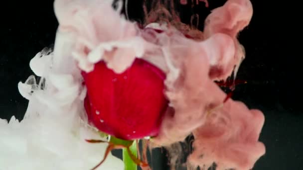 Amazingly wonderful atmospheric shot of a beautiful rose mixing with ink in water — Stock Video